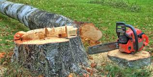 Professional Tree Services in Dolgeville, NY