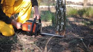 Best Lawn Pest Prevention  in Dolgeville, NY
