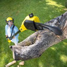 Best Leaf Removal  in Dolgeville, NY