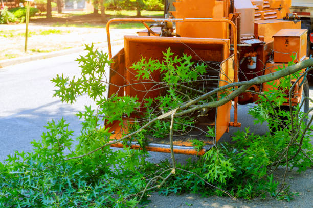 Best Hedge Trimming  in Dolgeville, NY