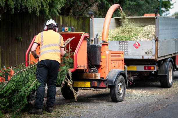 Best Organic Lawn Care Solutions  in Dolgeville, NY