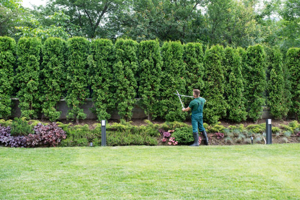 How Our Tree Care Process Works  in  Dolgeville, NY