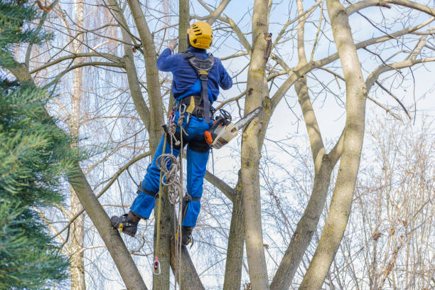 Best Emergency Tree Removal  in Dolgeville, NY