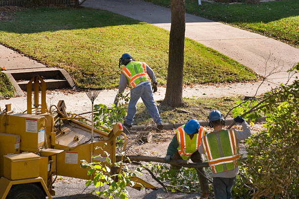 Best Tree Risk Assessment  in Dolgeville, NY