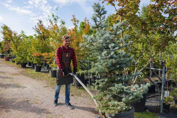 Best Tree Trimming and Pruning  in Dolgeville, NY