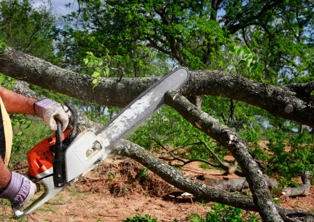 Best Tree Disease Treatment  in Dolgeville, NY